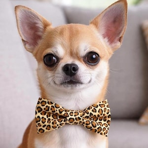 The ‘Walk on the Wild Side’ Leopard Print Pet Bow Tie, Cotton Collar Accessory, Handmade, Slide-On Collar Accessory, Flower Bow