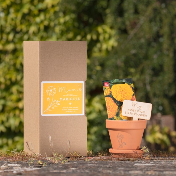 Juego de regalo de cultivo de semillas de flores de - Etsy España Juego de regalo de cultivo de semillas de flores de - Etsy España