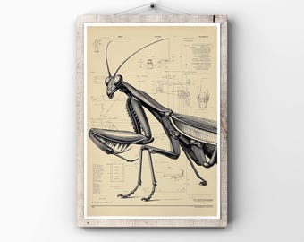 カマキリの塗り絵：印刷可能なデザイン50点（PDFダウンロード） - Etsy