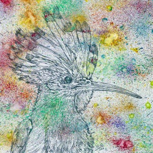 POUPA - aquarela e pintura a lápis - CARTAZ - vários tamanhos! águias impressão hoopie pássaro desenho ilustração arte pássaros penas pena