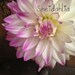 Shei Dahlia