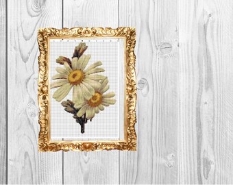 May include: A framed cross-stitch pattern of two white daisies with yellow centers, against a white background.
