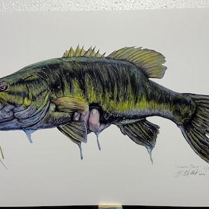 May include: A detailed watercolor illustration of a smallmouth bass with a fly in its mouth. The fish is primarily green and black with yellow accents, held by a hand. The artwork is signed and numbered.