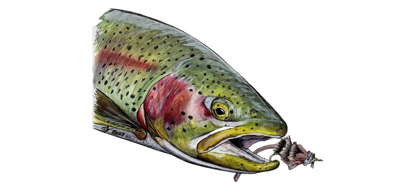 Whitlock souris arc-en-ciel image 1