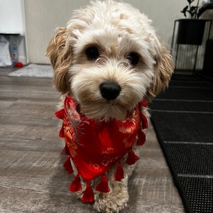 Chinese dog outfit hotsell