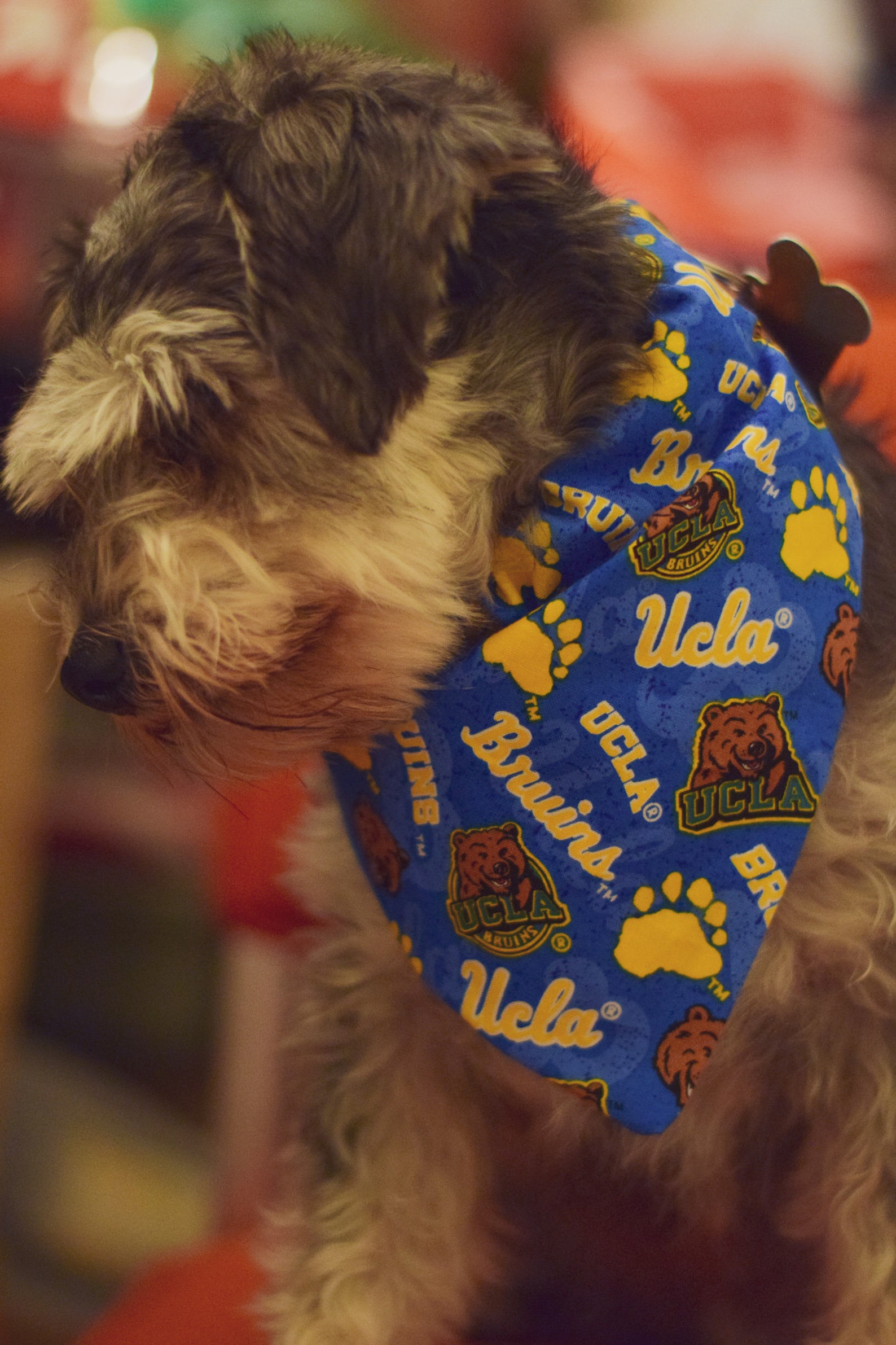 UCLA Bruins OverCollar Handsewn Dog Bandana Etsy