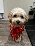 Chinese Silk Brocade Over the Collar Dog Bandana