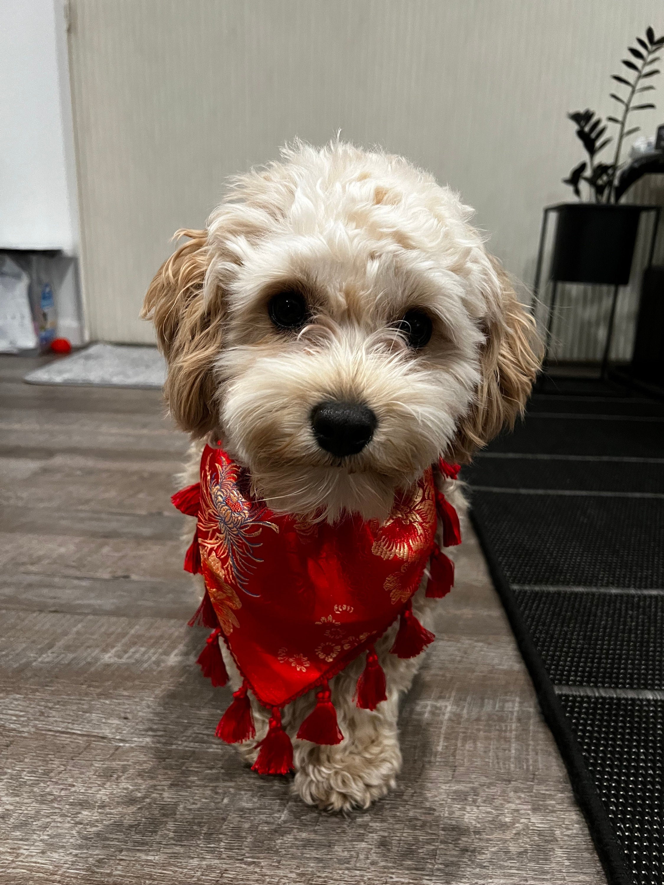 Chinese Dog Costume Etsy Canada