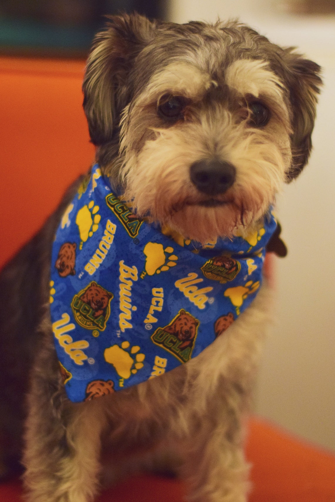 UCLA Bruins OverCollar Handsewn Dog Bandana Etsy