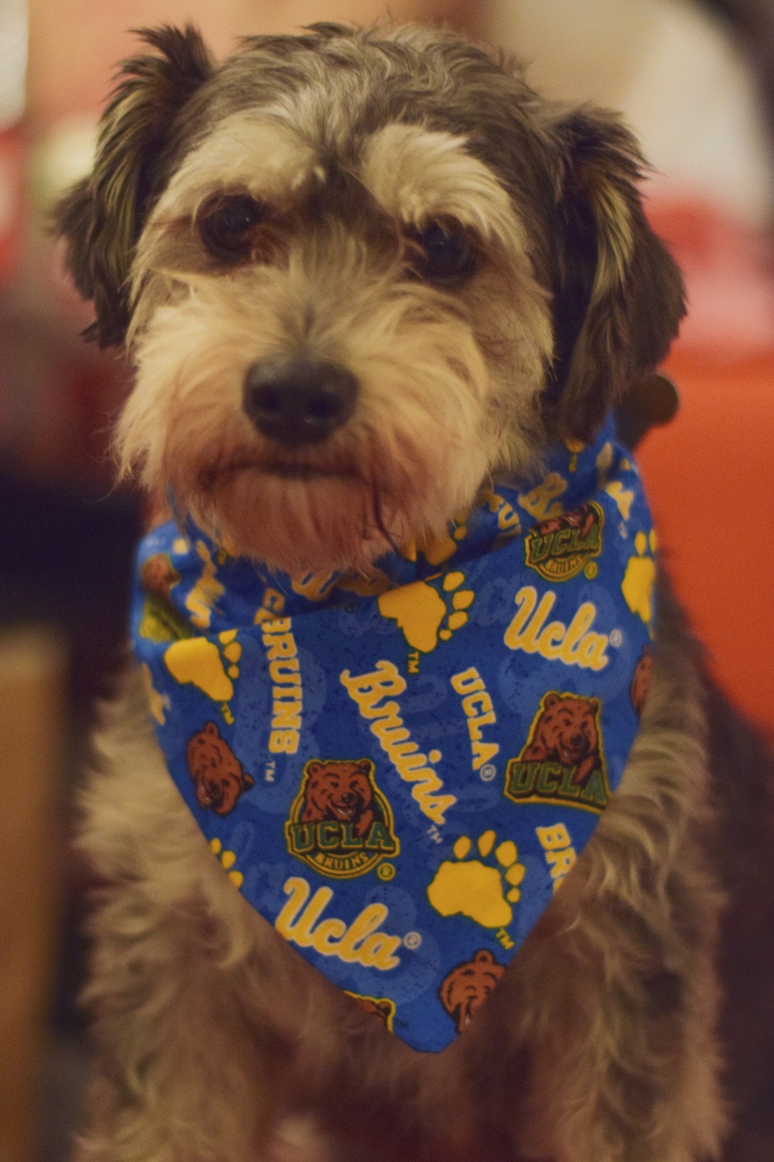 UCLA Bruins Overcollar Handsewn Dog Bandana Etsy