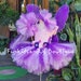 see more listings in the Birthday Tutu Dresses section