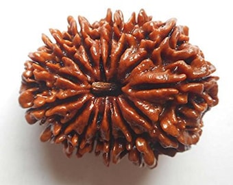 14 MUKHI RUDRAKSHA / Fourteen Face Rudraksh Certified Natural 14 Mukhi Rudraksha Organic Seed Beads Rudraksha Pendant RudrakshaChristmas