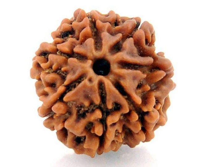 7 Mukhi Rudraksha, 7 Seven Face Rudraksha Rudraksh Nepal bead, Certified, Enhance wisdom Knowledge Intellectual Abilities Third Eye Chakra