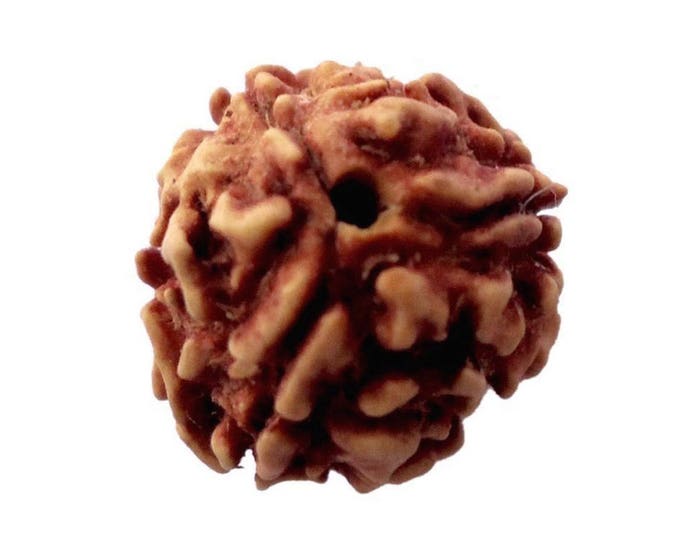 Genuine 3 mukhi rudraksha  3 face rudraksha, three mukhi rudraksh, chakra bracelet, healing protection, Nepal RudrakshaChristmas