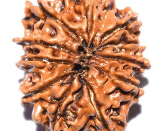 11 Mukhi Rudraksha Shakti Pendant, Energized and Certified 11 Mukhi Rudraksha Shakti Bead