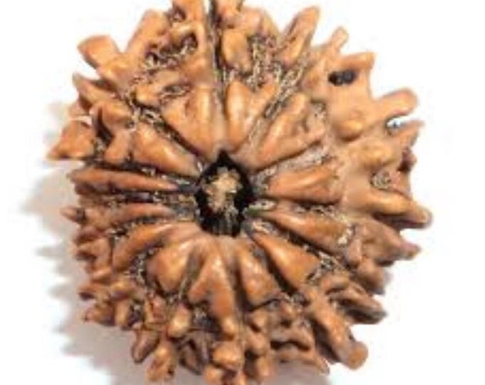 13 MUKHI Rudraksha Thirteen Face Rudraksh Java Lab Certified Natural 13 Mukhi faced Rudraksha Bead Seed Rudraksh Pendant Rudraksha Necklace