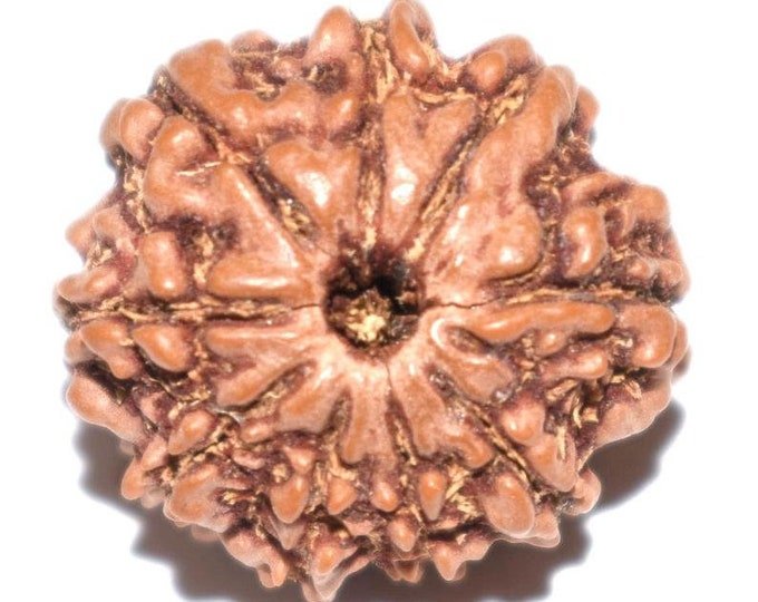 9 Mukhi Rudraksha - Nine Face Rudraksh  9 Face Rudraksh bead - From Java Indonesia - Lab Certified - Stress free life - Om Meditation Yoga