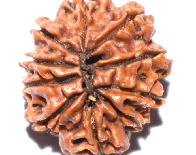 10 Mukhi Java Rudraksha Bead Symbol of Lord Vishnu 100% Original, Energized with Vedic Mantras  and Lab Certified, Genuine 10 Mukhi Rudraksh