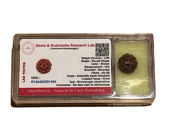 5 Mukhi Rudraksha 5 five face rudraksh bead w/COA - Enhance Spiritual Well-Being & Communication Skills, Throat Chakra Activation - Nepal