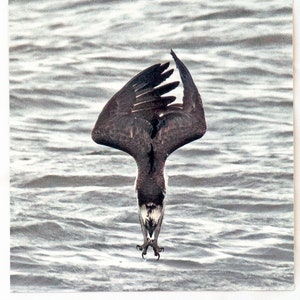 Ansichtkaart: Chesapeake Beach, Maryland, (visarend op jacht naar vis) HQ 5X7 in.