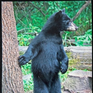 Picture Postcard: Black Bear Cub, Vince Shute Wildlife Sanctuary, Orr, Minnesota HQ 5X7 in.
