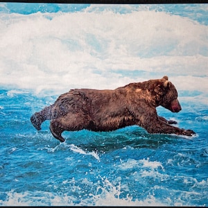 Cartolina illustrata: Orso bruno che si tuffa per pescare, McNeil River Falls State Game Sanctuary, Alaska HQ 5X7 pollici.