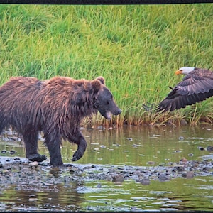 Carte postale : un ours brun et un aigle se tiennent debout, sanctuaire de gibier d'État de McNeil River Falls, siège social de l'Alaska 5 x 7 po.