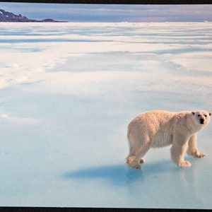 Picture Postcard: Polar Bear, Near Bylot Island, Nunavut, Canada HQ 5X7 in.