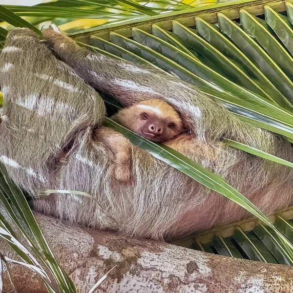 12-card Set of Costa-Rican Wildlife Note Cards