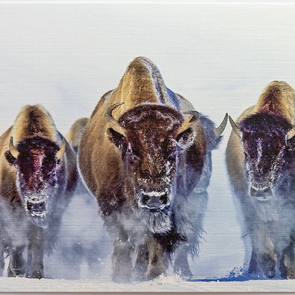 American Bison Note Cards, Yellowstone National Park