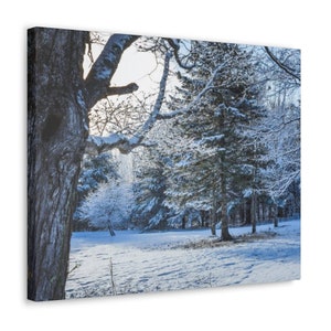 Maine Winter, Canvas, Print, Large Maple Tree After a Fresh Snow, Maine Scene Canvas Print, Home Decor, Nature and Landscapes, Trees, Woods