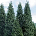 50 Green Giant Arborvitae Plants 3" containers(Thuja Green Giant)
