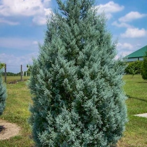 2 Carolina Cypress Trees 4