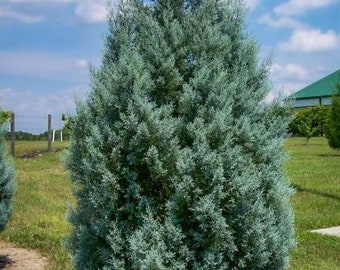 2 Carolina Cypress Trees 4" containers