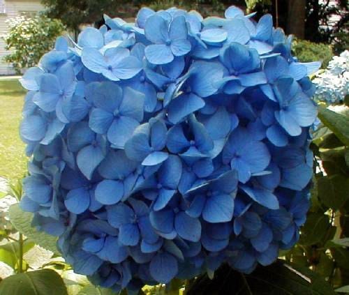 Image of Yellow hydrangea plants for sale 2