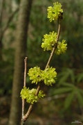 2 Spicebush Plants(Lindera Benzoin)4" containers