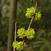 2 Spicebush Plants(Lindera Benzoin)4" containers