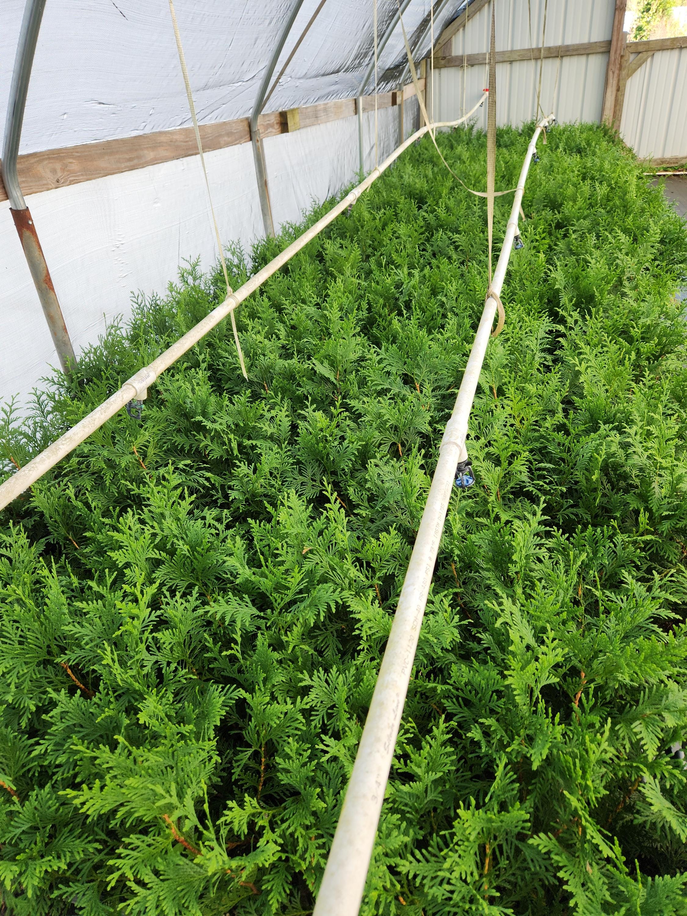 10 plantas de arborvitae gigante verde (Thuja Green Giant) en contenedores  de 3\, image size:2250x3000