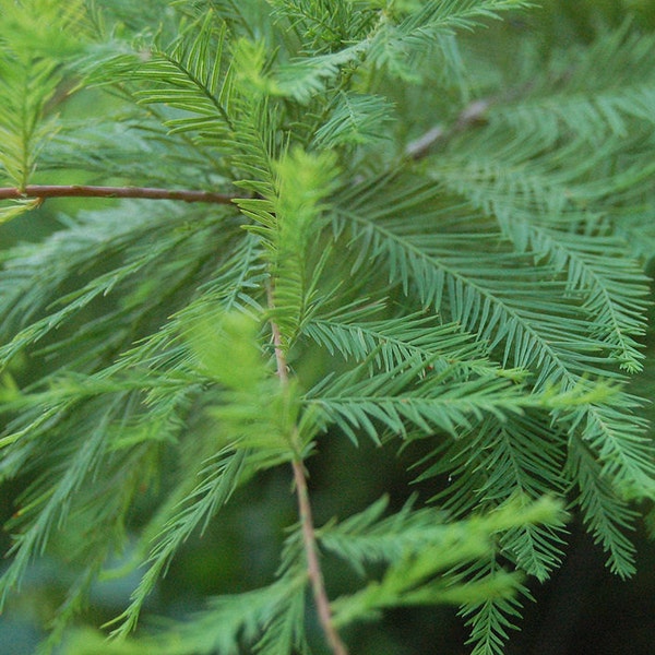 2 Bald Cypress Trees(Taxodium Distichum)  4" containers