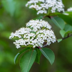 2 Black Haw Virbunum Plant 4" containers