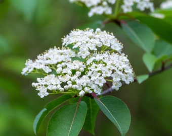 2 Black Haw Virbunum Plant 4" containers