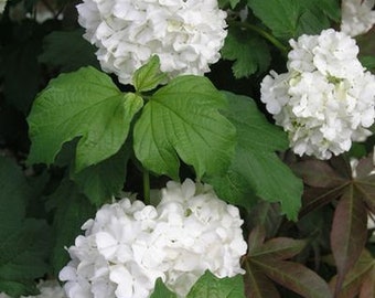 1 Old Fashioned Snowball Bush(Viburnum Opulus) 4" container