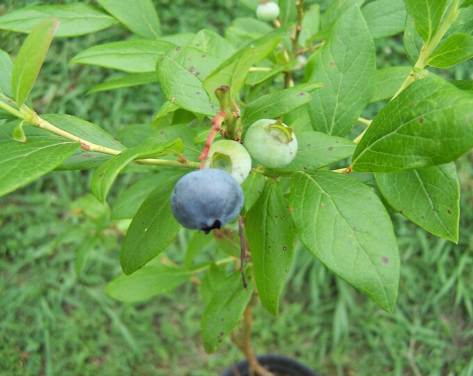 2 Jersey Blueberry Plantsa Delicious Edible Light Blue Berry on Sale