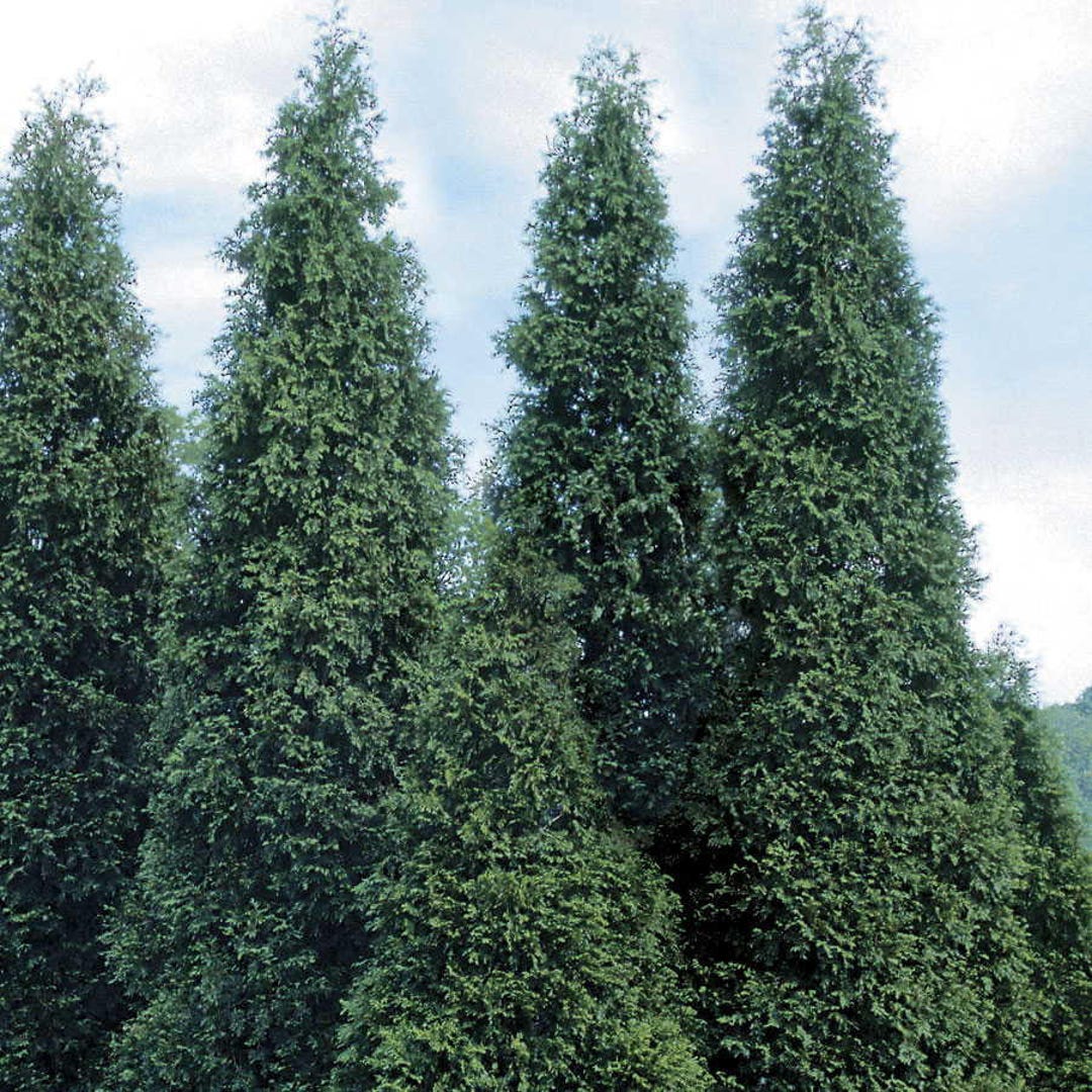 10 plantas de arborvitae gigante verde (Thuja Green Giant) en contenedores  de 3\, image size:1080x1080