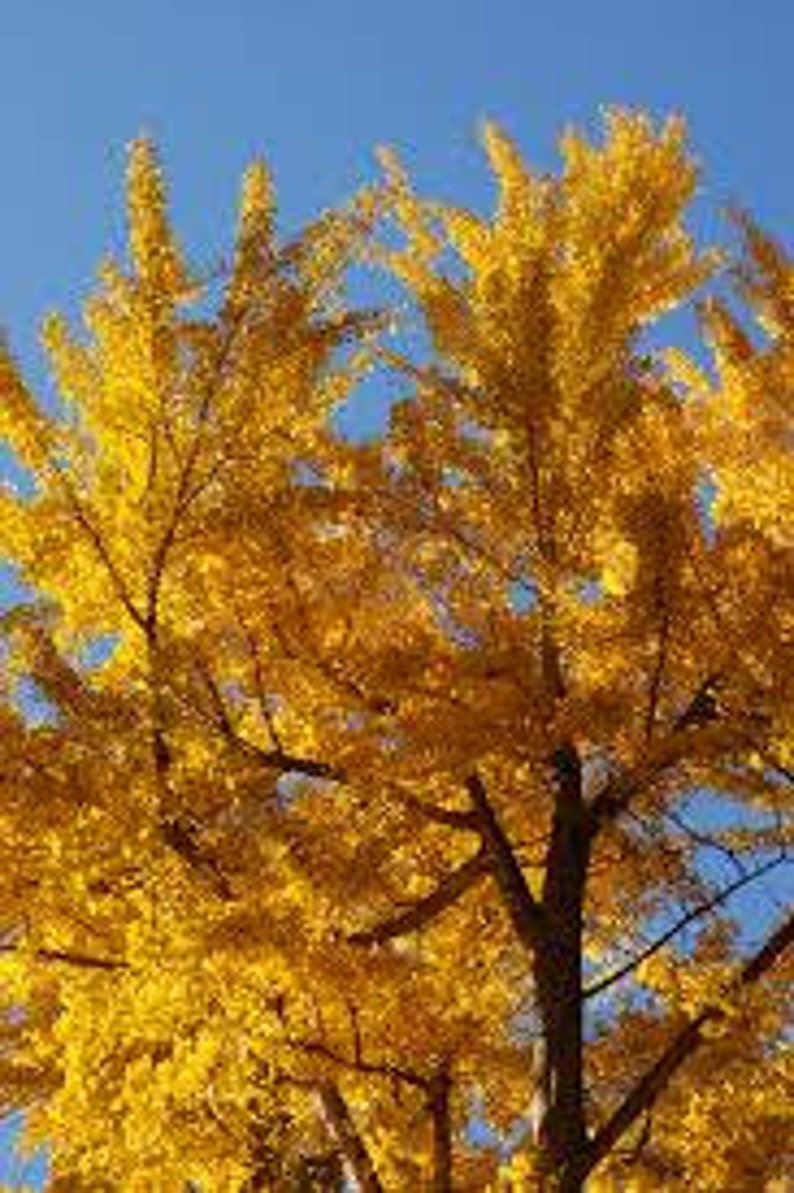 2 Ginkgo Trees Ginkgo Biloba 4 container