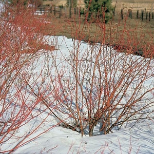 2 Red Twig Dogwood Plants 4&quot; container