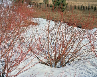 2 Red Twig Dogwood Plants 4" container