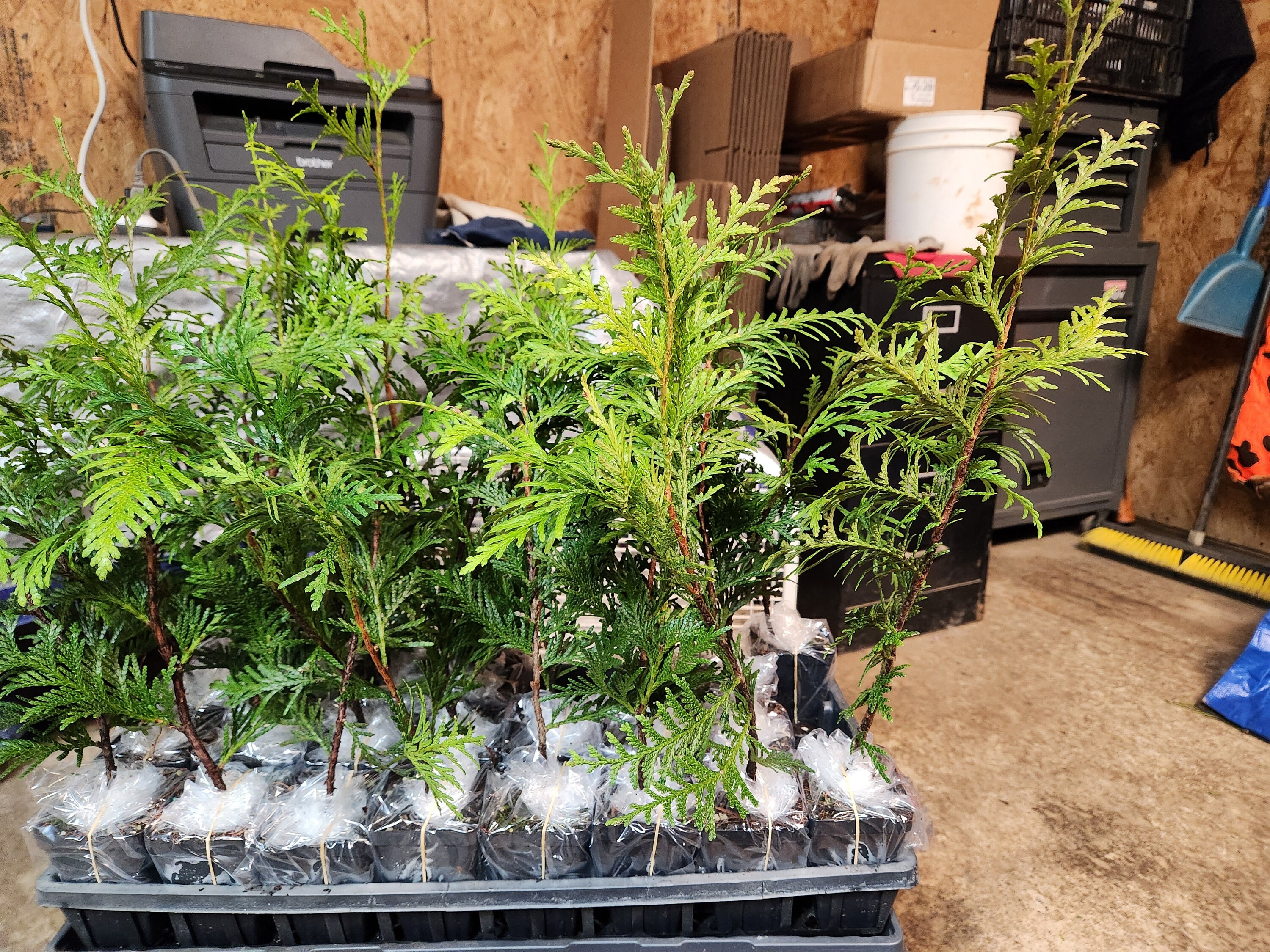 10 plantas de arborvitae gigante verde (Thuja Green Giant) en contenedores  de 3\, image size:3000x2250