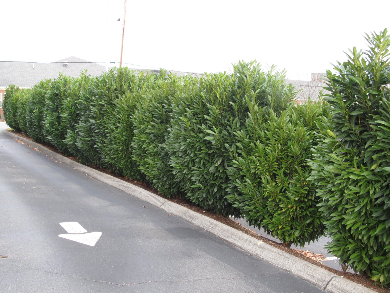 5 Schip Laurel Plantsprunus Laurocerasus  Etsy