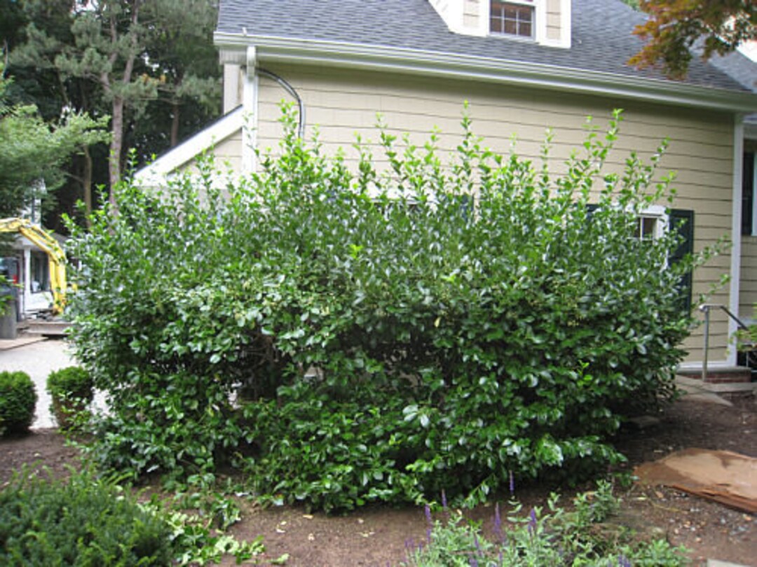 5 Manhattan Euonymus Plantseuonymus Klautschovicus 'manhattan 3